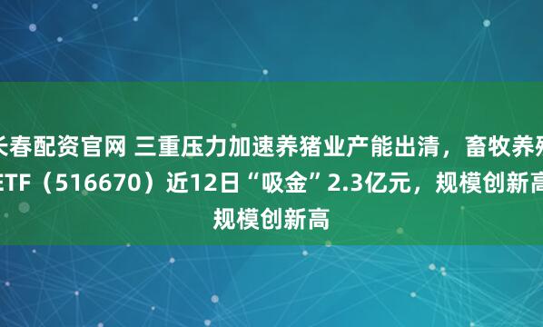 长春配资官网 三重压力加速养猪业产能出清，畜牧养殖ETF（516670）近12日“吸金”2.3亿元，规模创新高