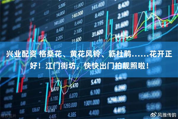 兴业配资 格桑花、黄花风铃、簕杜鹃……花开正好！江门街坊，快快出门拍靓照啦！